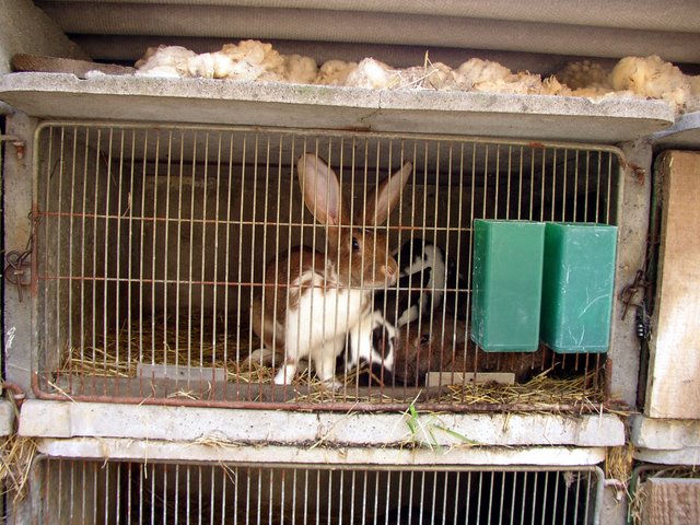 2011 09 24 Sortie ferme de la Noue 04